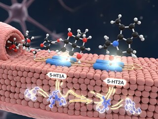 Detailed 3D render of serotonin neurotransmitter binding to serotonin receptors (5-HT1A, 5-HT2A) on the neuron surface. The interaction activates a cascade of cellular responses within the neuron. Glo