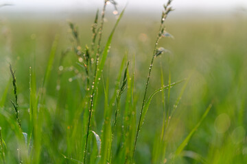 Lush, vibrant green grass adorned with sparkling dew drops glistening at the crack of dawn