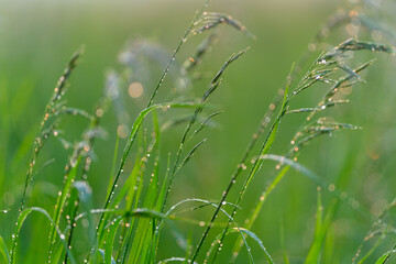 The Morning Dew Glistening on Freshly Grown Grass Set in a Serene, Picturesque Field