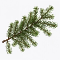 A Single Green Natural Fir Tree Branch Isolated on White Background for Christmas Decoration