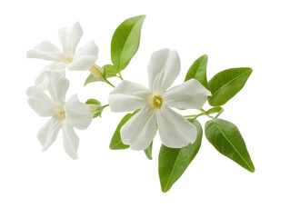 White jasmine flowers with green leaves