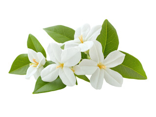 Obraz premium White jasmine flowers with green leaves isolated
