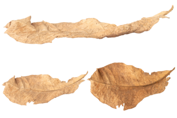 leaf dry isolated on white background