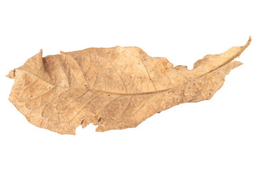 leaf dry isolated on white background