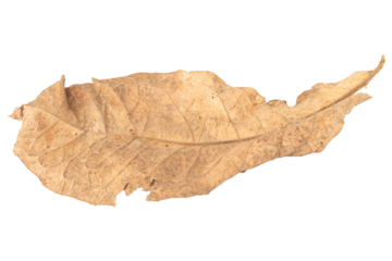leaf dry isolated on white background