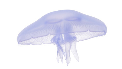 Translucent moon jellyfish isolated PNG on transparent background, ethereal sea creature with flowing tentacles for marine biology and design