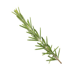 Fototapeta premium A single sprig of fresh green rosemary isolated on a stark transparent background