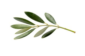 A slender olive branch with verdant leaves against a stark transparent background
