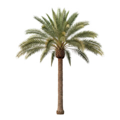 Fototapeta premium A solitary majestic palm tree stands tall and proud against a void of darkness isolated on