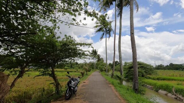 tree on the beach, POV Motorcycle Riding: Java, Indonesia, South East Asia: