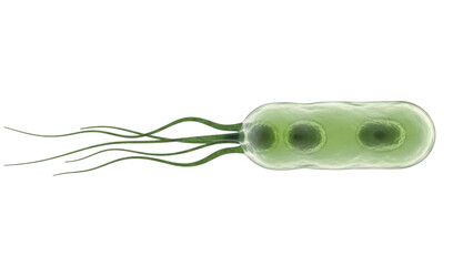Green bacterium with flagella isolated PNG, single-celled organism on transparent background for scientific and medical use