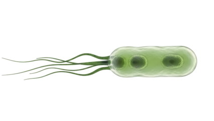 Green bacterium with flagella isolated PNG, single-celled organism on transparent background for scientific and medical use