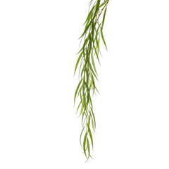 Fototapeta premium Cascading green foliage hanging down isolated on a stark transparent background