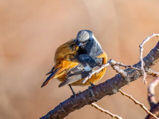 Obraz premium 枝にとまるジョウビタキのオス