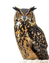 Fototapeta premium A majestic raptor with striking orange eyes and patterned brown and tan feathers, perched and looking forward