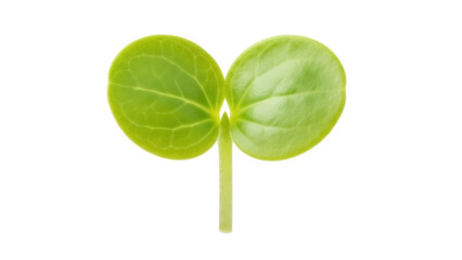 Green seedling isolated PNG on transparent background, young plant with two cotyledon leaves for spring and growth concepts