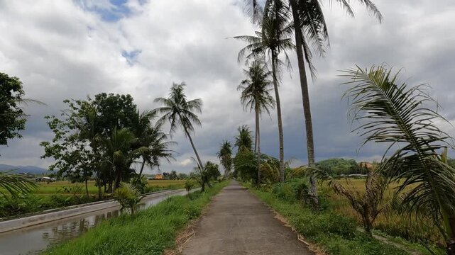 palm trees on the beach, POV Motorcycle Riding: Java, Indonesia, South East Asia: