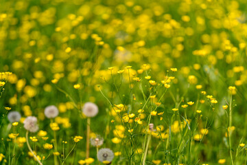 A Beautiful and Vibrant Meadow with Yellow Wildflowers and Fluttering Dandelions