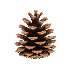 Detailed Macro Photograph of a Natural Pinecone Isolated on a Stark transparent background