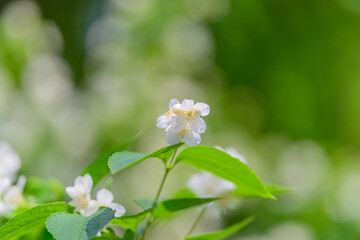 Delicate White Flowers Set Against a Lush Green Background, Creating a Stunning Visual Display