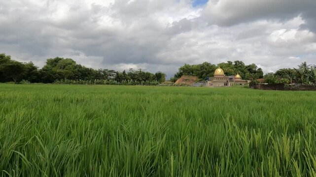 POV Motorcycle Riding: Java, Indonesia, South East Asia: POV Motorbike Riding Along Green Rice Fields in Morning