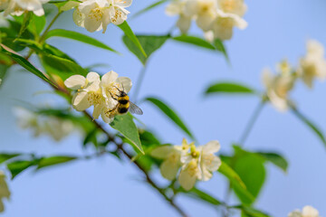 A Bee Pollinating Beautiful White Flowers Under a Bright Blue Sky on a Sunny Day
