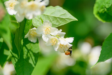 A bee is busy pollinating beautiful white flowers against a lush, green background in nature
