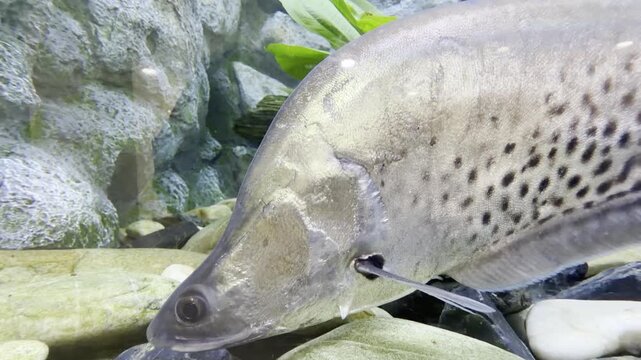 The Indochina Featherback features distinctive dotted patterns along its sleek, elongated body.