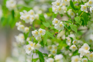 Delicate White Flowers Flourishing in a Beautiful Natural Setting with a Bee Buzzing Around