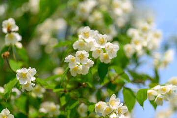 Delicate White Jasmine Flowers are in Full Bloom, Showcasing Their Natural Beauty and Aroma