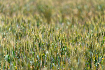 A Tranquil and Lush Green Wheat Field During Its Growth Phase, Showcasing Agricultural Beauty