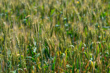 Fototapeta premium A picturesque and lush green millet field thriving under bright sunlights warm rays