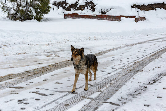 Perro en camino nevado, Huellas de botas y llantas de autos en la nieve, hielo, Invierno nevado, nieve blanca, entretenimiento, viaje, vacaciones y medio ambiente, nevando	