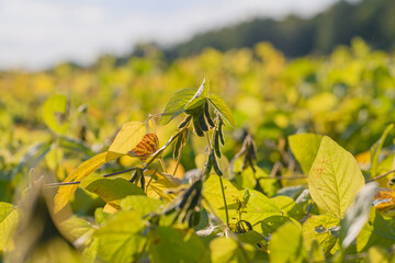 Sunrise soybean landscape, Expansive soybean crop scene illuminated by warm sunrise glow, Sunrise over countless soybean rows with soft golden hue and peaceful rural scenery