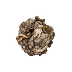 Intricate bark texture with organic growth isolated on transparent background