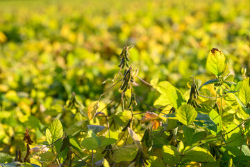 Soybean plant details, Closeup of soybean growth stages, Detailed image highlighting soybean plant features, Focus on soybean structure and development in natural surroundings