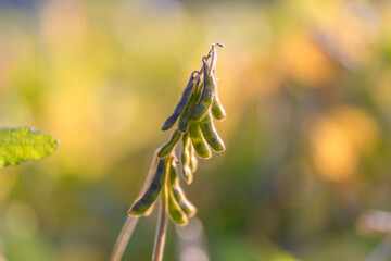 Study of young soybean pods, Investigating emerging soybean pods and plant health, Closeup focus on developing soybean pods to assess plant vitality and sustainability