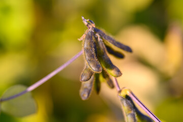 Peaceful rural environment captured through delicate plant movement and soft focus, Tranquil farm landscape highlighting soybean pods swaying amidst lush leafy surroundings