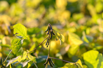 Golden soybean landscape, Sunlit soybeans in rural setting, Dried soybean pods under glowing autumn light, Shriveled soybean pods amidst textured stems and golden foliage