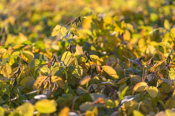 Sunrise soybean scene, Early morning crop landscape image, Dewcovered soybean plants at dawn with industrial rows, Vivid depiction of young soybeans in sunrise backlight with bokeh