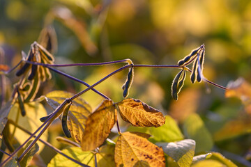 Wilted beans and autumnal shades, Shrunken legumes combined with golden foliage ambiance,...