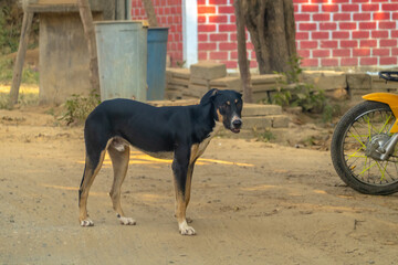 A black and tan mixed breed dog standing alertly on a dirt road in front of a blurred red brick wall and blue trash cans on a sunny day.