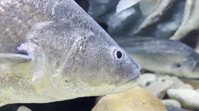 The Boeseman croaker glides gracefully through the water, displaying its sleek and elegant form.