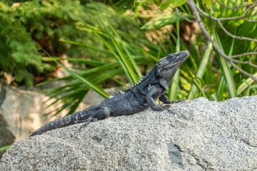 A black spiny-tailed iguana (Ctenosaura similis) resting on a rough gray rock, sunning itself amidst lush green tropical plants and leaves in Huatulco, Oaxaca, Mexico.