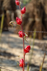 A vertical close-up of bright red Roselle calyxes (Hibiscus sabdariffa) growing on a slender stalk, with a blurred background of dried crop bundles in Oaxaca, Mexico.