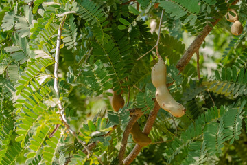 Close-up of several light brown, curved tamarind fruit pods hanging among the vibrant green, feathery leaves of a tropical tamarind tree in Huatulco, Oaxaca, Mexico.