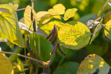 Pods among textured foliage, Mottled leaves reveal late seasonal strength, Warm sunlight emphasizes textured appearance and perseverance of soybeans late in season