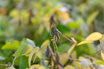 Dried soybean pods and yellow leaves showing seed readiness and weathered texture, rustic close framing highlights pod shapes and tactile surfaces, harvest anticipation vibe