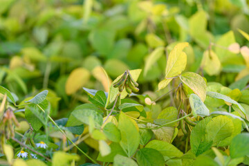 Soybean health check, Assessing plant maturity status, Examining soybean foliage and pod development, Field inspection of soybean plants for growth and seed formation