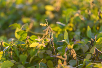Dewy soybean field, Sundrenched soybean plants during early morning hours, Industrial soybean fields bathed in morning light showcasing sustainable agricultural practices